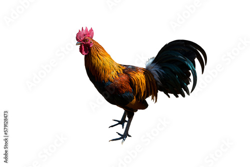 Black rooster or chicken. Rooster di cut isolated on white background. 