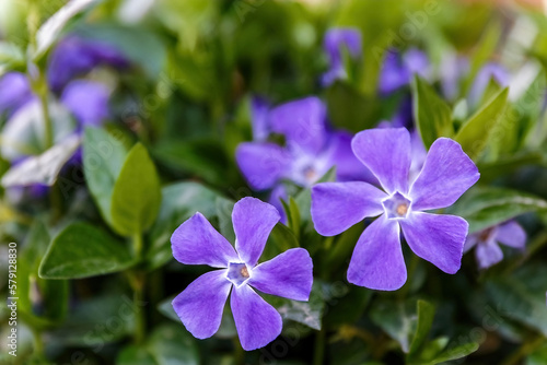 Vinca major or Greater periwinkle violet flower in the garden design.