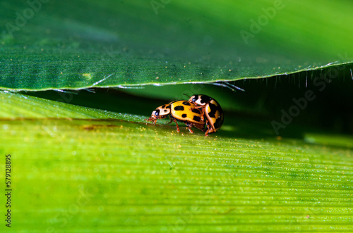 Two ladybugs on a green leaf are illuminated by sunlight