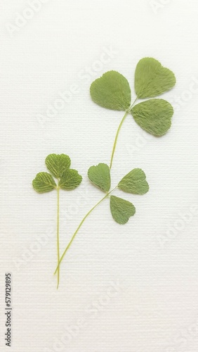 Three dry clover leaves on white paper
