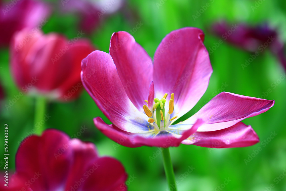 amazing view of blooming colorful Tulip flowers,close-up of beautiful red with purple Tulip flowers blooming in the garden
amazing view of blooming colorful Tulip flowers,close-up of beautiful red with purple Tulip flowers blooming in the garden