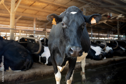 Fototapeta Naklejka Na Ścianę i Meble -  Cow on a farm with sunlight. Animal conservation concept. Cow's milk production.