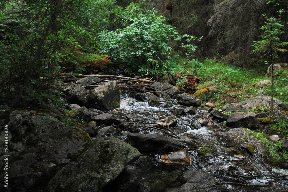 stream in the forest stream in the forest