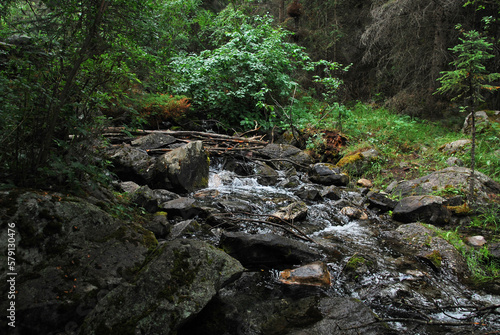 stream in the forest