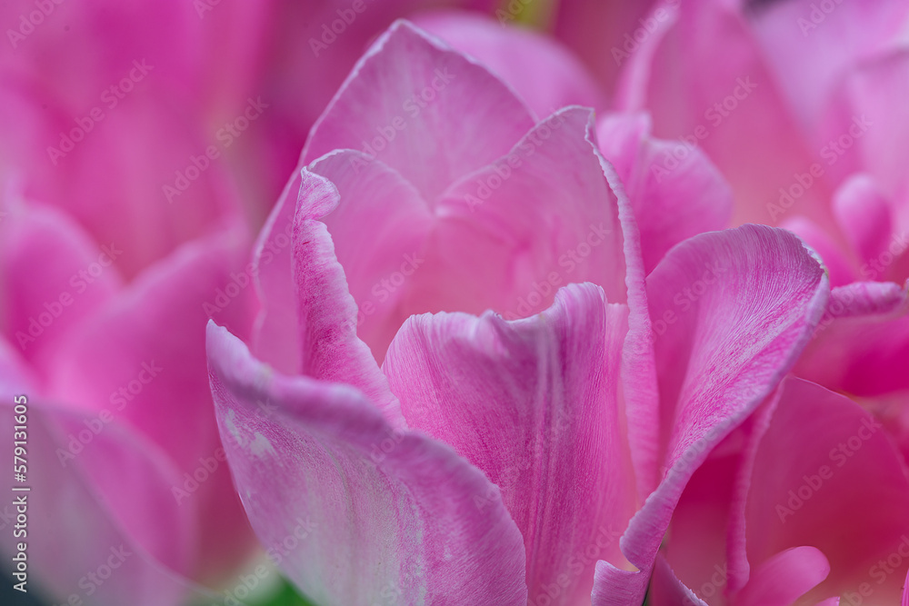 Close-up of a pink tulip flower Close-up of a pink tulip flower