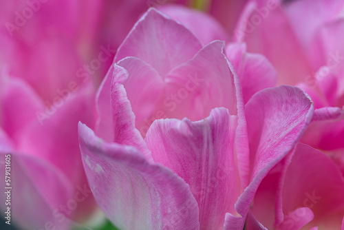 Close-up of a pink tulip flower