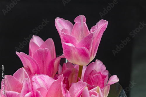 Bouquet of pink tulips close-up on a black background