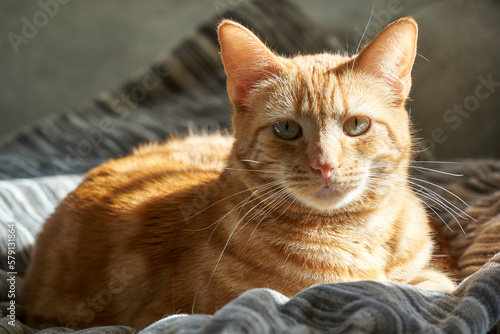 portrait of a cat lying on a blanket in sunshine