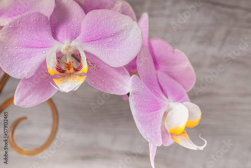 Gentle lighting accentuates intricate details of delicate orchids against a wooden backdrop, creating a serene atmosphere in this beautifully composed photo.