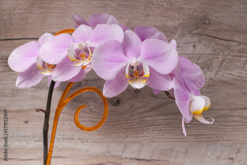Gentle lighting accentuates intricate details of delicate orchids against a wooden backdrop, creating a serene atmosphere in this beautifully composed photo.
