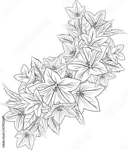 pencil bluebell drawing  Bellflower tattoo drawing  Set of a decorative stylized bell flower isolated on white background. Highly detailed vector illustration  doodling and zentangle style  tattoos