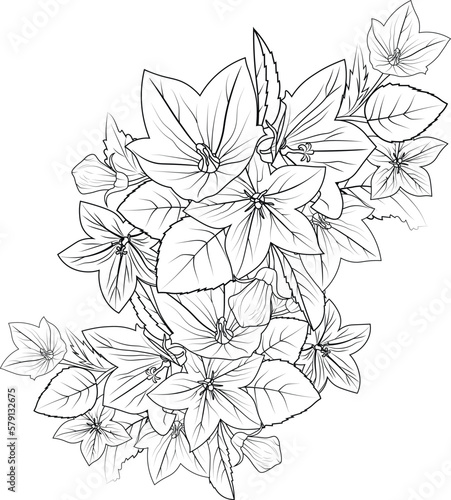 Ceeping bellflower drawing, Sketch virginia bluebells drawing, brllflower, bouquet zen doodle art, flowers colorings page, and books, a sketch of outline vector graphic hand drawn illustration.