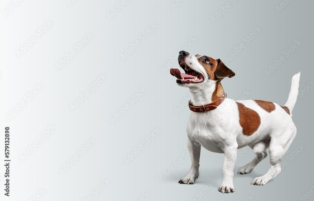 Cute young smart dog pet