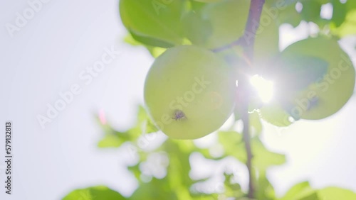 Wallpaper Mural Some green ripe apples on a tree branch in the wind on a sunny day. Torontodigital.ca