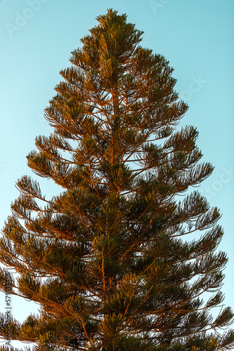 Evergreen Aracaria heterophylla tree in the rays of the setting sun photo