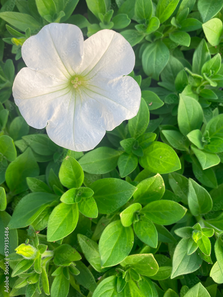 petunia blanca sobre fondo de hojas verdes petunia blanca sobre fondo de hojas verdes