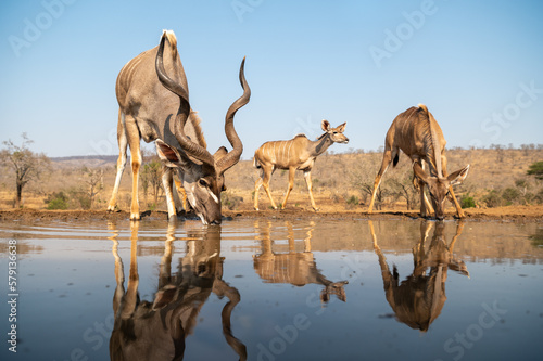 Kudu at a water hole with blue sky