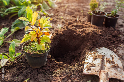 Fotografija Preparation for planting magnolia into soil
