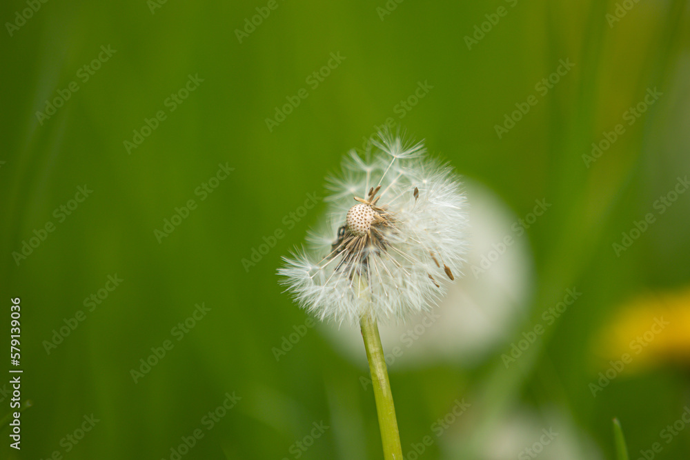 Fototapeta premium A blowball of dandelion (taraxacum) with blurry background