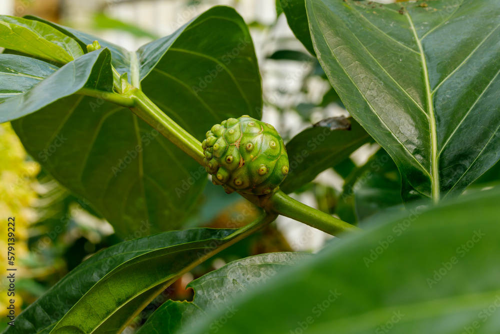 Morinda citrifolia (great morinda, Indian mulberry, noni, beach mulberry, vomit fruit and cheese fruit) is The fresh fruit's strong, vomit-like odor has made it a famine food in most regions Morinda citrifolia (great morinda, Indian mulberry, noni, beach mulberry, vomit fruit and cheese fruit) is The fresh fruit's strong, vomit-like odor has made it a famine food in most regions