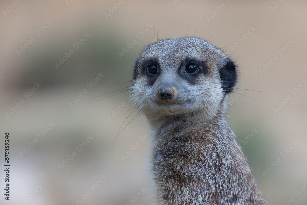 Portrait of an aware suricate in front of a blurred background Portrait of an aware suricate in front of a blurred background
