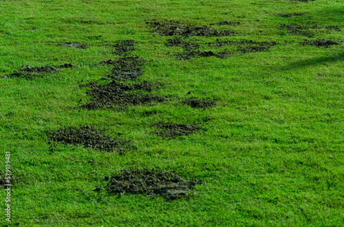 Fertilizers with cow dung on green grass field, Organic fertilizer on green grass © rawintanpin