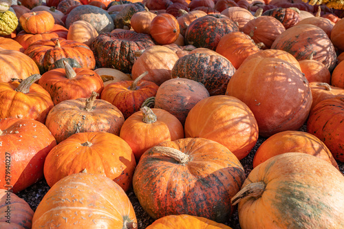 Lots of large orange pumpkin Halloween Thanksgiving October Harvest Season on the ground at a farm, no people