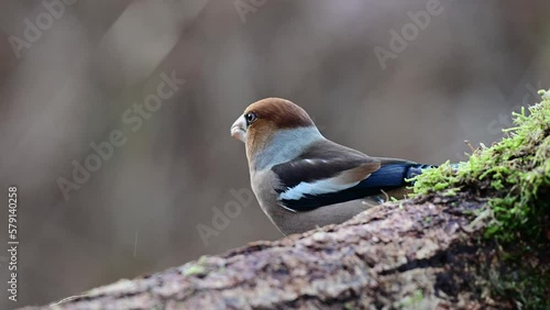 Hawfinch male looking for food on dead wood, winter feeding, north rhine westphalia, winter, (coccothraustes coccothraustes), germany photo