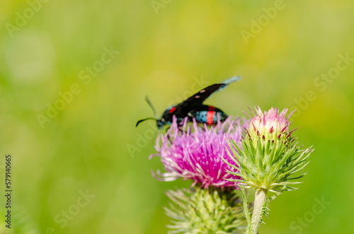 A small black butterfly with red spots on its wings sits on a burdock flower.