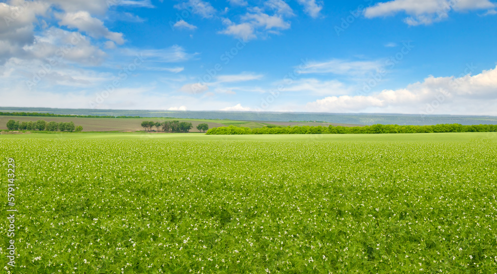 Green pea field and blue sky. Wide photo.