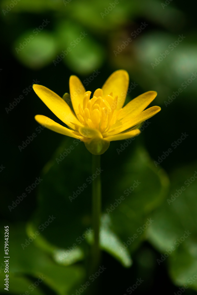 Fototapeta premium Closeup of yellow pilewort flower in spring