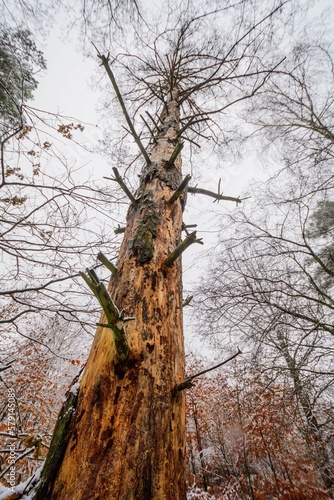 dead pinetree