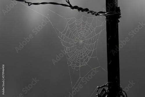 spider web with dew drops on a fence post