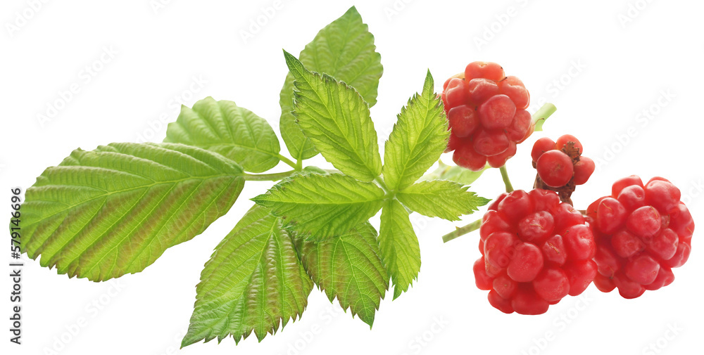 Fresh Raspberry Fresh Raspberry