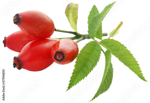 Obraz na płótnie Medicinal rose hips