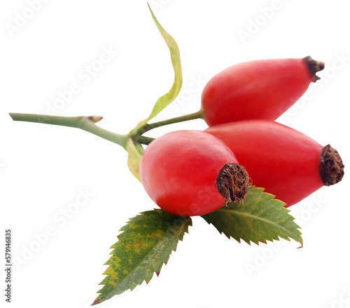 Obraz na płótnie Medicinal rose hips