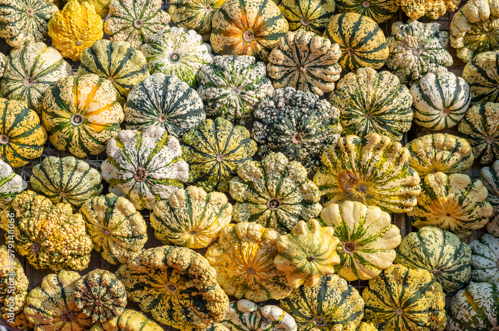 Fototapeta premium Yellow star shaped ornamental gourds pumpkin thanksgiving Halloween Patisson October background
