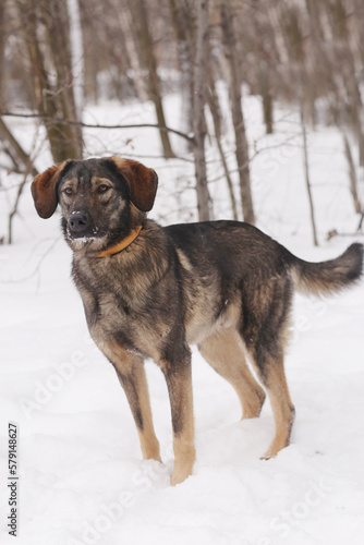  shepherd dog puppy full body photo on white snow background
