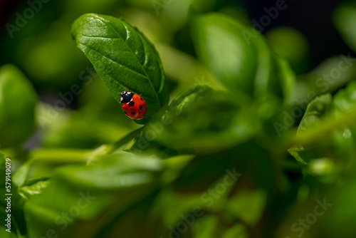 ladybug (coccinella magnifica) on basil leafs eating aphids; pesticide free biological pest control through natural enemies; organic farming concept