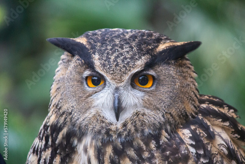 Close up of eurasian eagle owl