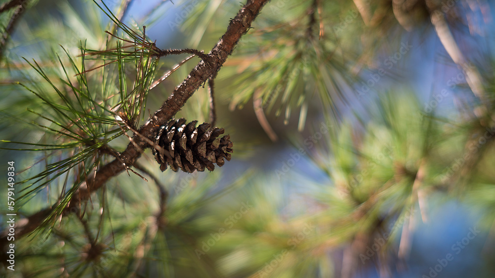 Fototapeta premium Close Up of Pine Cone on Tree