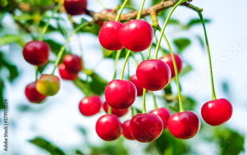 a bunch of ripe cherries grows on a branch of a cherry tree. cherry cultivation concept photo