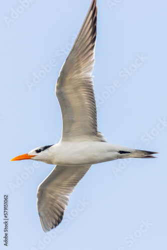 Royal Tern Flying over the Marina