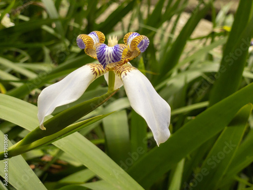 Walking iris also called Trimezia or Neomarica flower used in decor gardens. photo