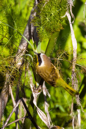 Common Yellowthroat Perched on Plant