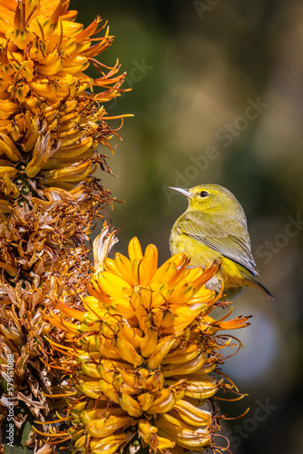 Orange-crowned Warbler Perched on Flower in Botanic Garden