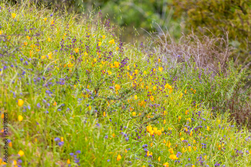California Native Wildflowers in the Santa Monica Mountains