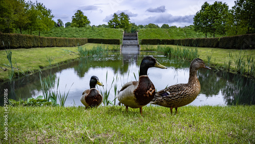 ducks standing by a lake in woodland at Hardwick Country Park, Sedgefield, England 