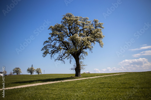 árbol blanco en primavera