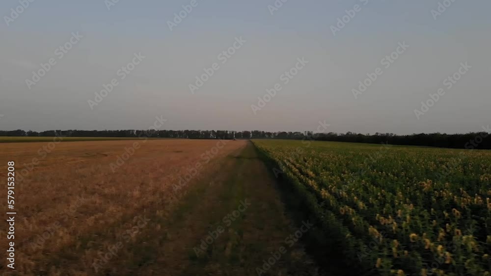 White combine harvesting barley at sunset in Ukraine White combine harvesting barley at sunset in Ukraine